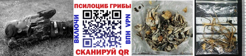 darknet как зайти  Большой Камень  Галлюциногенные грибы Psilocybe 