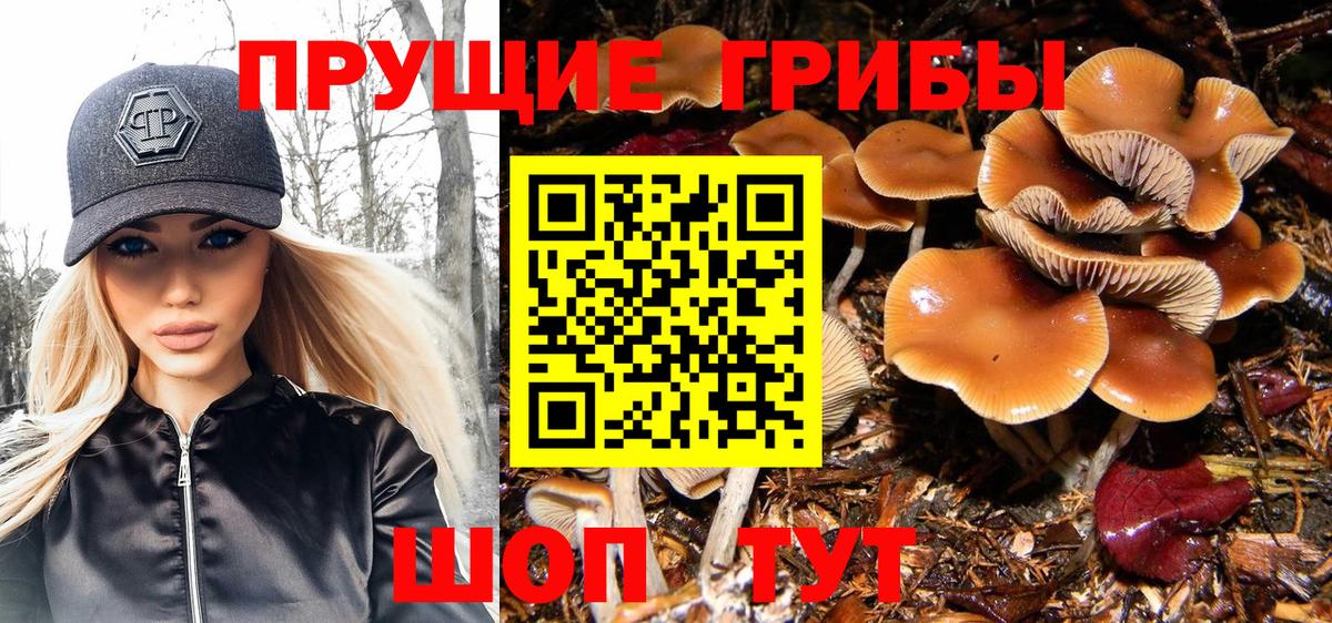 Псилоцибиновые грибы GOLDEN TEACHER  Псилоцибиновые грибы мицелий  Вход с VPN  Большой Камень 